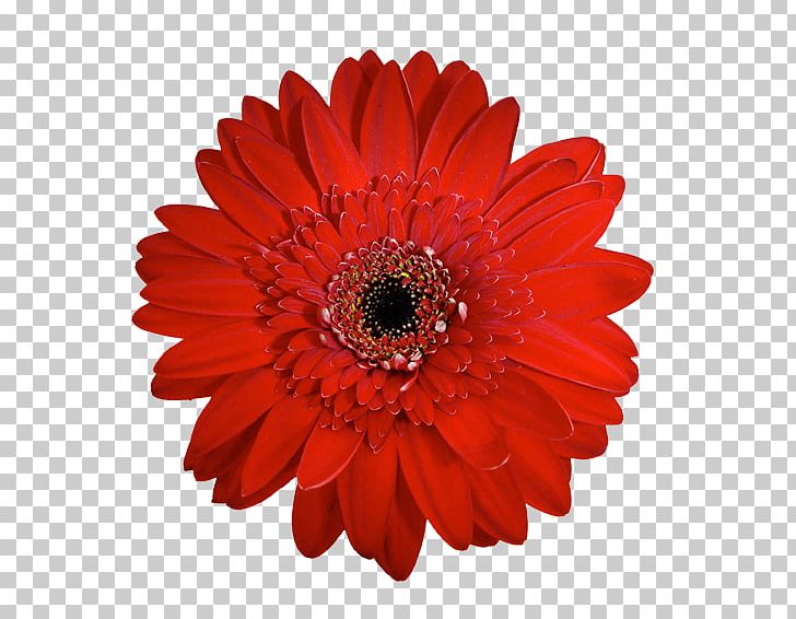 Transvaal Daisy Red Chrysanthemum Cut Flowers PNG, Clipart, Barrette, Chrysanthemum, Chrysanths, Clothing Accessories, Cut Flowers Free PNG Download