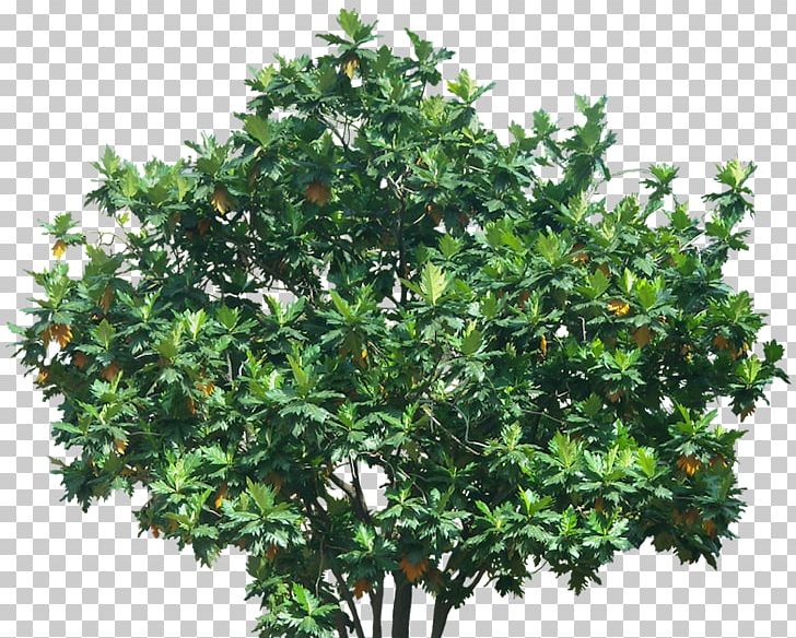 Tree Evergreen Shrub Branch PNG, Clipart, Branch, Breadfruit, Deciduous, Evergreen, Houseplant Free PNG Download