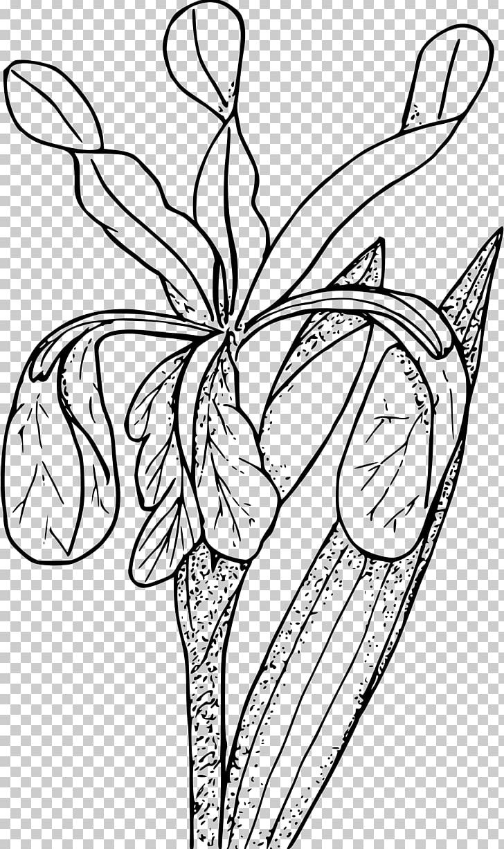 Coloring Book Line Art Iris Flower PNG, Clipart, Art, Artwork, Black And White, Butterfly, Color Free PNG Download
