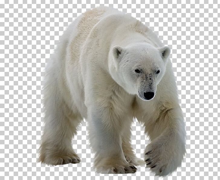 Polar Bear Giant Panda PNG, Clipart, Animals, Bear, Brown Bear, Carnivoran, Computer Icons Free PNG Download