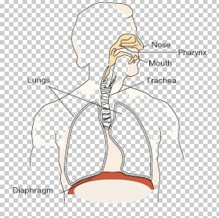 Respiratory System Oxygen Thoracic Diaphragm Carbon Dioxide Function PNG, Clipart, Abdomen, Angle, Arm, Atmosphere Of Earth, Bac Free PNG Download