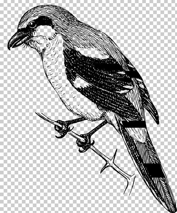 Shrike PNG, Clipart, Animals, Beak, Bird, Bird Of Prey, Black And White Free PNG Download