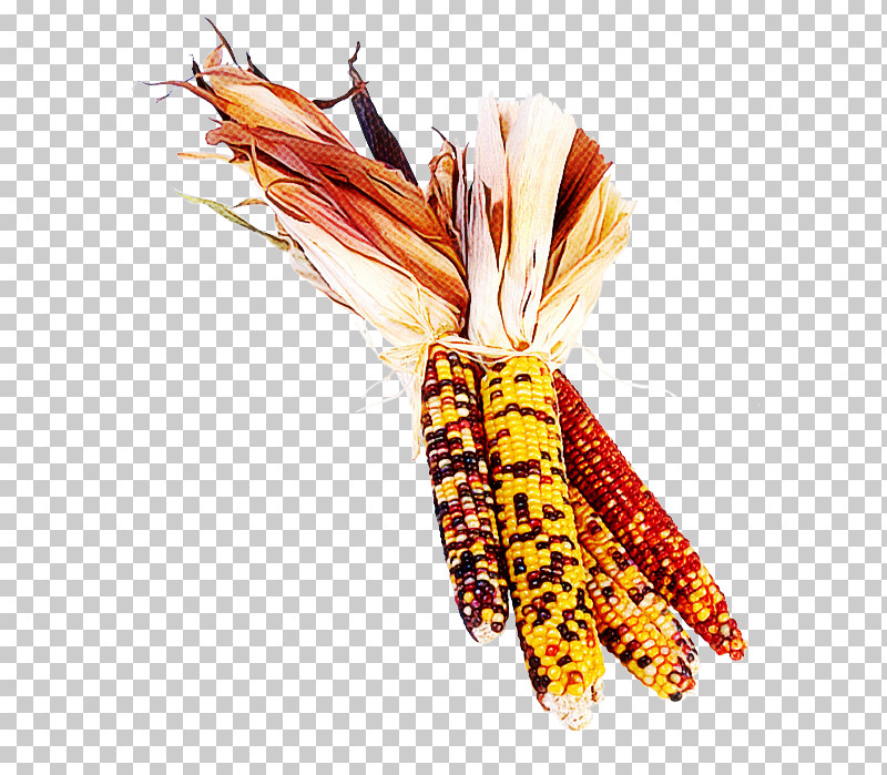 Orange PNG, Clipart, Corn, Corn On The Cob, Feather, Orange, Plant Free PNG Download
