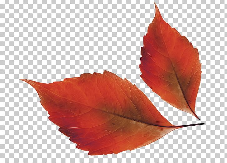 Autumn Leaf Color PNG, Clipart, Autumn, Autumn Leaf Color, Black Cat Halloween, Country, Desktop Wallpaper Free PNG Download