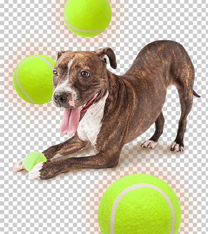 Dog Breed Puppy Pet Sitting Dog Training PNG, Clipart, Animal Control And Welfare Service, Animals, Animal Shelter, Carnivoran, Dog Free PNG Download