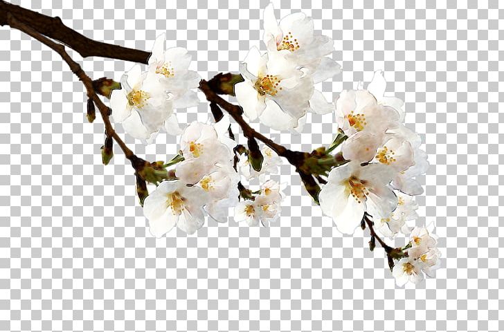 Grey Poster Television PNG, Clipart, Blossom, Branch, Cherry Blossom, Cut Flowers, Flower Free PNG Download
