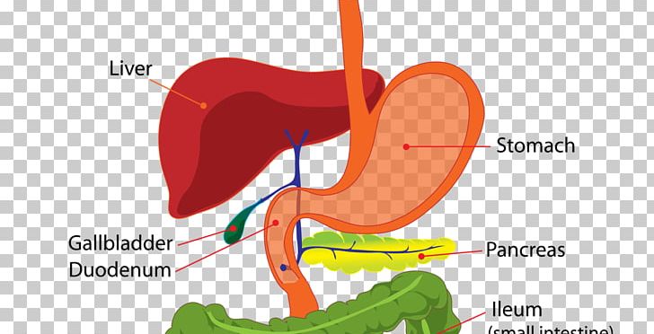 Human Digestive System Anatomy Digestion Human Body Gastrointestinal Tract PNG, Clipart, Anatomy, Appendix, Beak, Cartoon, Computer Wallpaper Free PNG Download