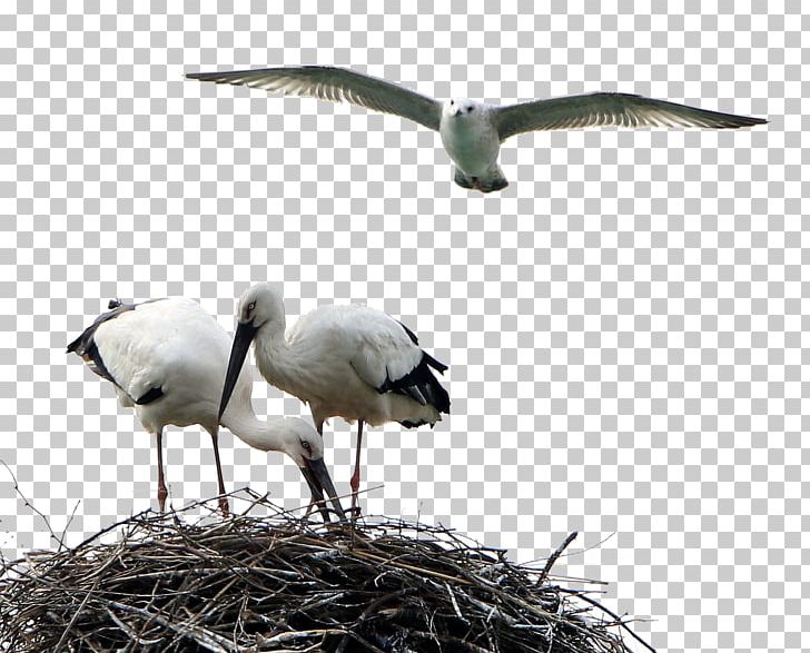 White Stork Bird Crane PNG, Clipart, Animal, Animals, Animation, Anime Character, Anime Girl Free PNG Download