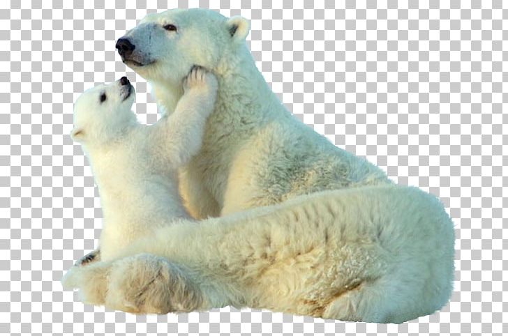 Baby Polar Bear Giant Panda Animal PNG, Clipart, Animal, Animals, Baby Polar Bear, Bear, Bears Free PNG Download