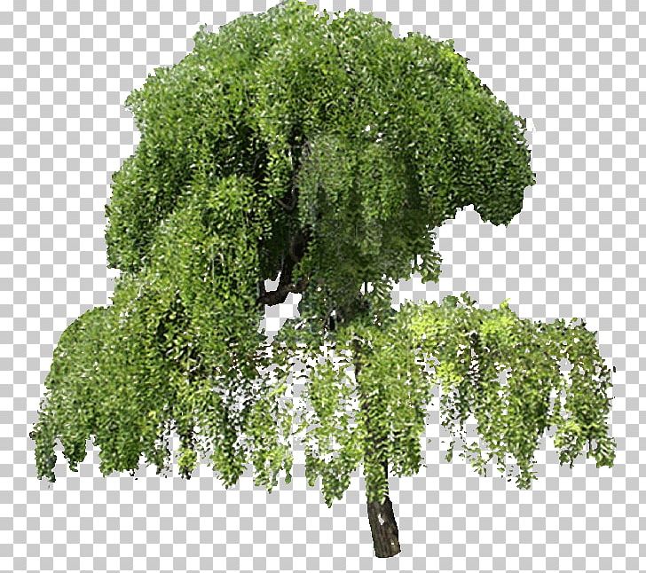 Branch Trees And Shrubs Tree Planting PNG, Clipart, Branch, Casuarina Equisetifolia, Cottonwood, Evergreen, Pine Free PNG Download