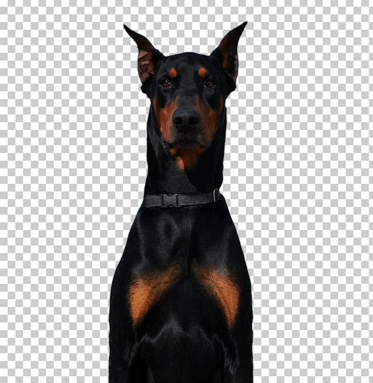 Dobermann German Pinscher Miniature Pinscher Cane Corso Boxer PNG, Clipart, Animal, Black And Tan Terrier, Breed, Carnivoran, Collar Free PNG Download