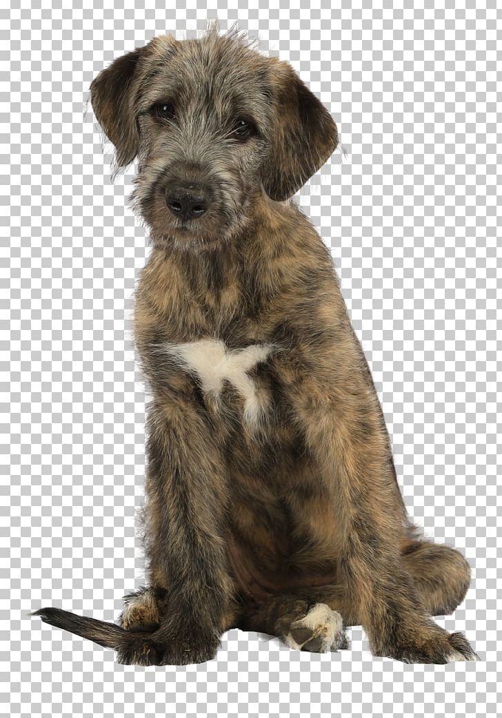 Glen Irish Wolfhound Irish Terrier Lurcher Cesky Terrier PNG, Clipart, Breed, Carnivoran, Cesky Terrier, Dog, Dog Breed Free PNG Download