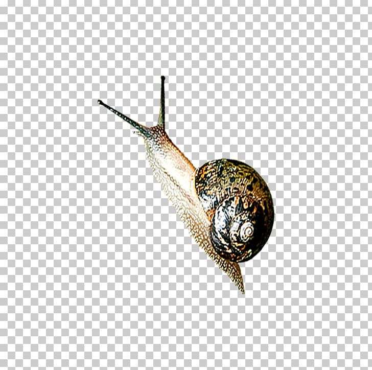 Snail Orthogastropoda Slug PNG, Clipart, Animal, Animals, Caracol, Crawling, Download Free PNG Download