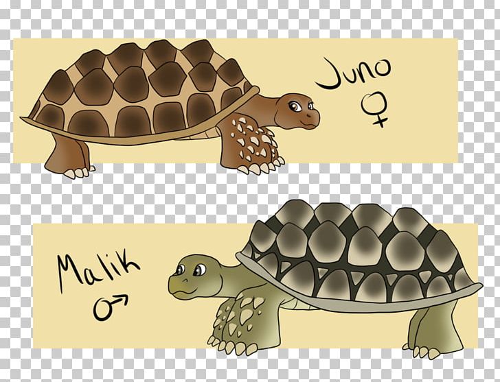 Tortoise Product Design Pond Turtles Fauna PNG, Clipart, Animal, Art, Emydidae, Fauna, Reptile Free PNG Download