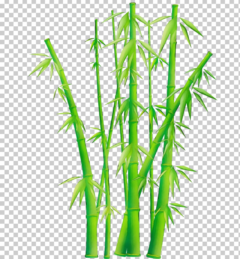Bamboo Plant Stem Plant Grass Family Grass PNG, Clipart, Bamboo, Grass, Grass Family, Hemp Family, Houseplant Free PNG Download