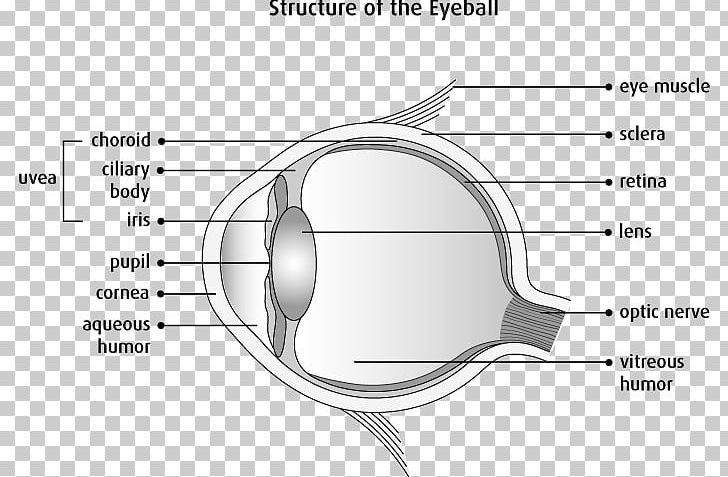 Light Human Eye Anatomy Physiology PNG, Clipart, Anatomy, Angle, Black And White, Circle, Diagram Free PNG Download