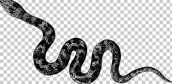 Snake Vipers Cobra PNG, Clipart, Animals, Black And White, Boa Constrictor, Boas, Body Jewelry Free PNG Download