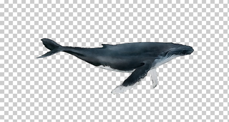 Rough-toothed Dolphin Short-beaked Common Dolphin White-beaked Dolphin Wholphin Dolphin PNG, Clipart, Bottlenose Dolphin, Cetaceans, Dolphin, Longbeaked Common Dolphin, Paint Free PNG Download