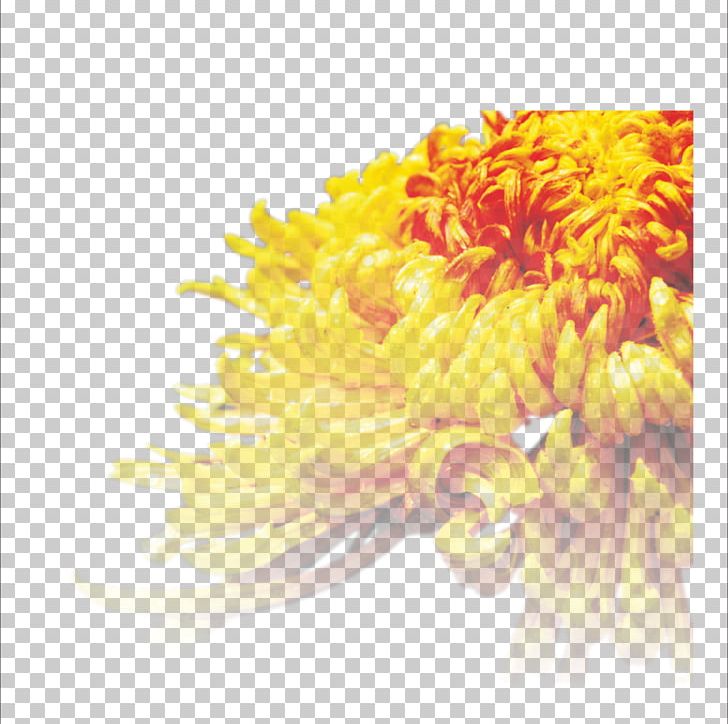 Chrysanthemum Tea Cut Flowers Transvaal Daisy PNG, Clipart, Chrysanthemum Chrysanthemum, Chrysanthemums, Dahlia, Daisy Family, Decorative Free PNG Download