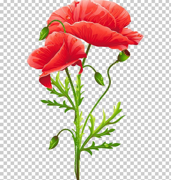 Common Poppy Flower Remembrance Poppy Art PNG, Clipart, Art, California Poppy, Common Poppy, Coquelicot, Cut Flowers Free PNG Download