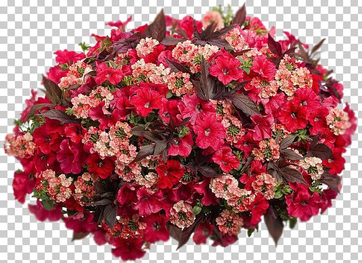 Hanging Basket Flower Calibrachoa Garden Petunia PNG, Clipart, Annual Plant, Bedding, Begonia, Calibrachoa, Cut Flowers Free PNG Download