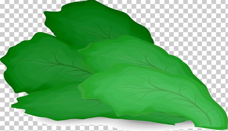 lettuce leaf drawing