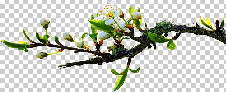 Morning Jaagar PNG, Clipart, Author, Blossom, Branch, Bud, Cut Flowers Free PNG Download