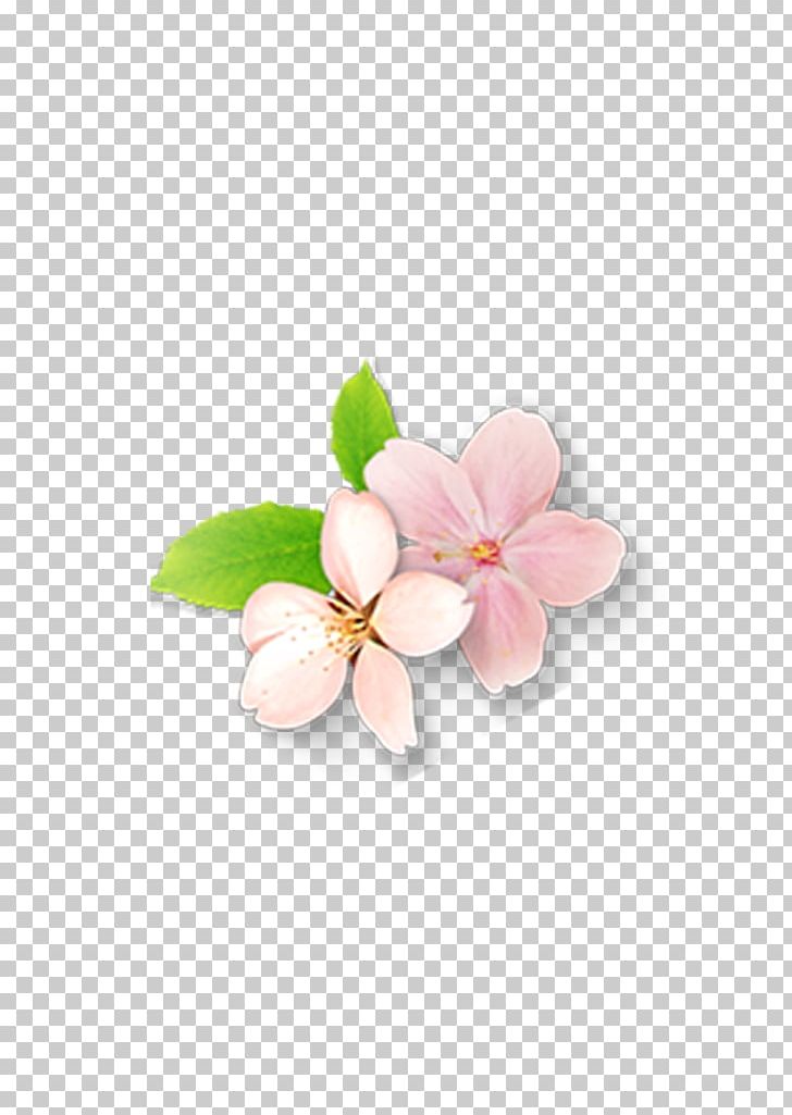 Petal Flower PNG, Clipart, Blossom, Cherry, Cut Flowers, Download, Encapsulated Postscript Free PNG Download