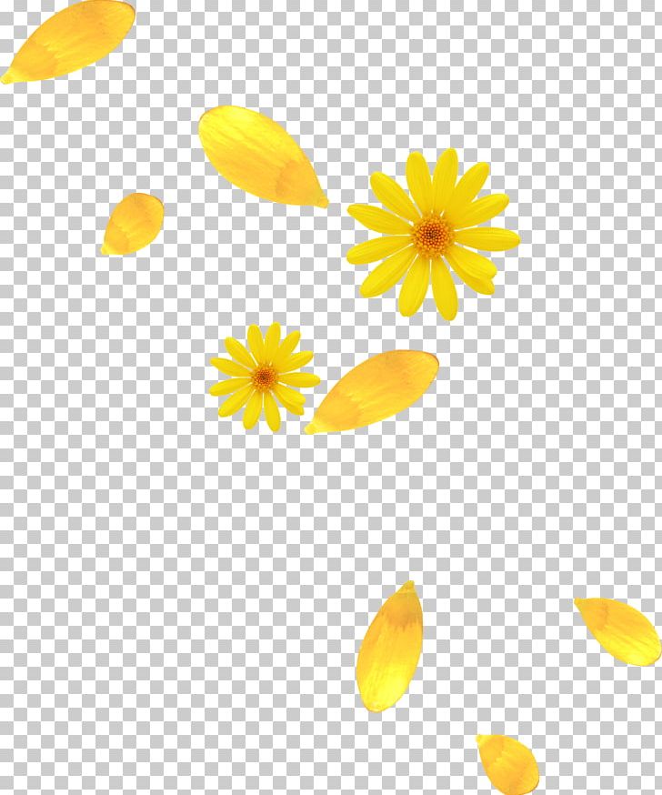 Petal Yellow Flower PNG, Clipart, 1940, Color, Daisy, Daisy Family, Data Free PNG Download