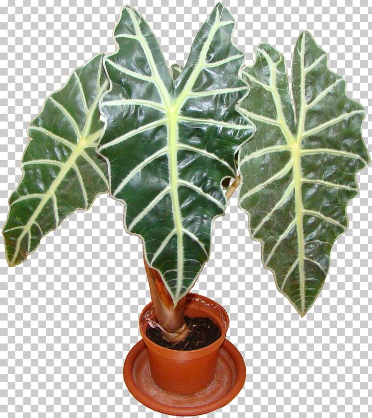 Alocasia Houseplant Leaf Pamyatnik Yuriyu Nikulinu PNG, Clipart, Alocasia, Alokaziya, Disease, Display Resolution, Flowerpot Free PNG Download