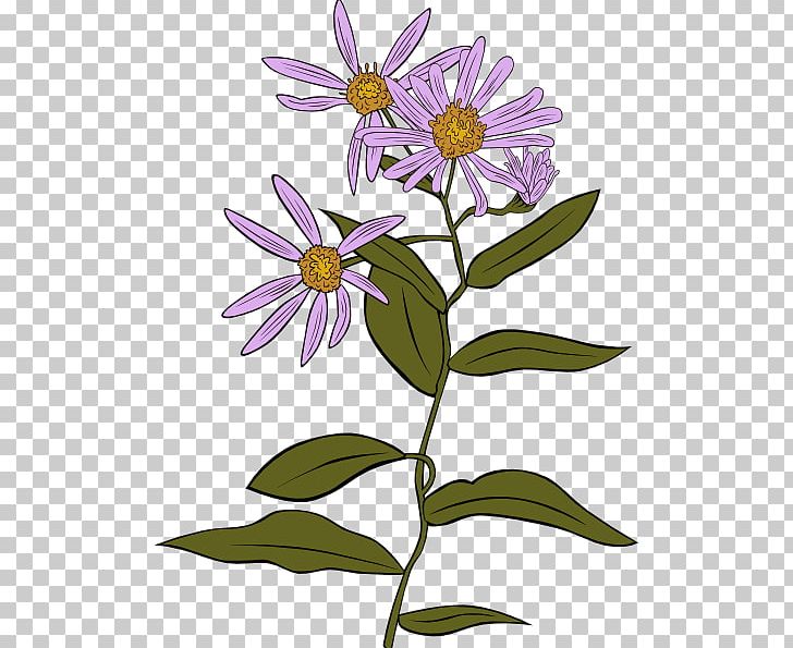 Aster Alpinus Aster Conspicuus PNG, Clipart, Artwork, Aster, Aster Alpinus, Birth Flower, Daisy Free PNG Download