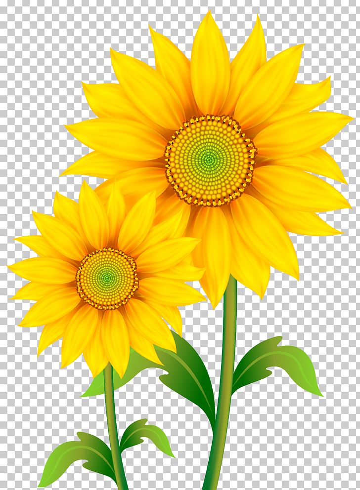 Common Sunflower PNG, Clipart, Annual Plant, Can Stock Photo, Clipart, Clip Art, Common Sunflower Free PNG Download