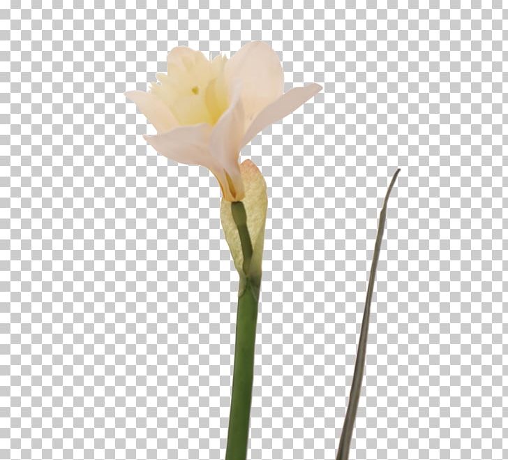 Jersey Lily Narcissus Belladonna Plant Stem Bud PNG, Clipart, Amaryllis, Amaryllis Belladonna, Amaryllis Family, Belladonna, Bridal Free PNG Download