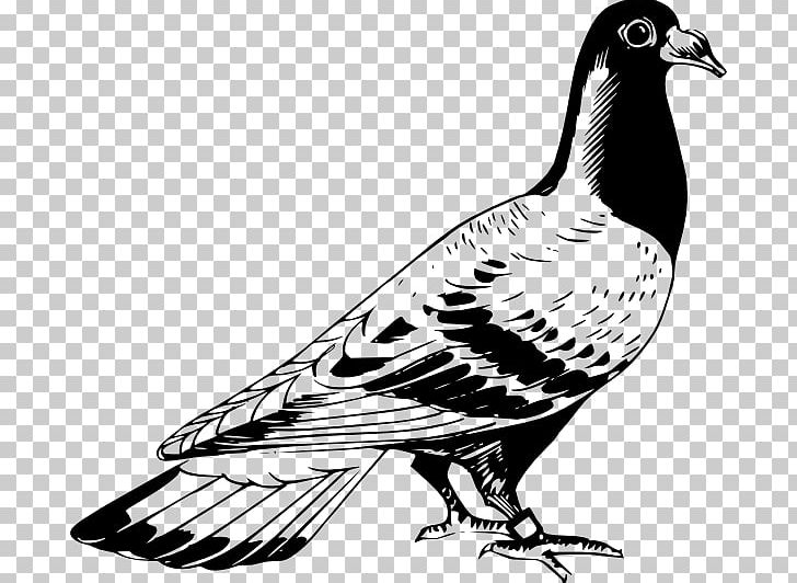 Homing Pigeon English Carrier Pigeon Columbidae Bird Drawing PNG, Clipart, Animal, Animals, Beak, Bird, Bird Of Prey Free PNG Download