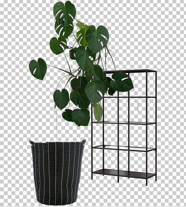 Houseplant Swiss Cheese Plant Indoor Plants Shelf PNG, Clipart, Bookcase, Branch, Flowerpot, Furniture, Hanging Basket Free PNG Download