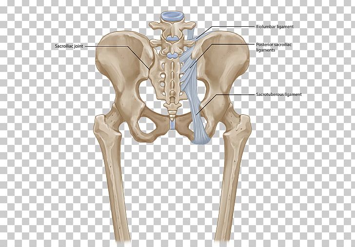 Sacroiliac Joint Dysfunction Iliolumbar Ligament PNG, Clipart, Anterior Sacroiliac Ligament, Bone, Hip, Iliac Crest, Iliolumbar Ligament Free PNG Download