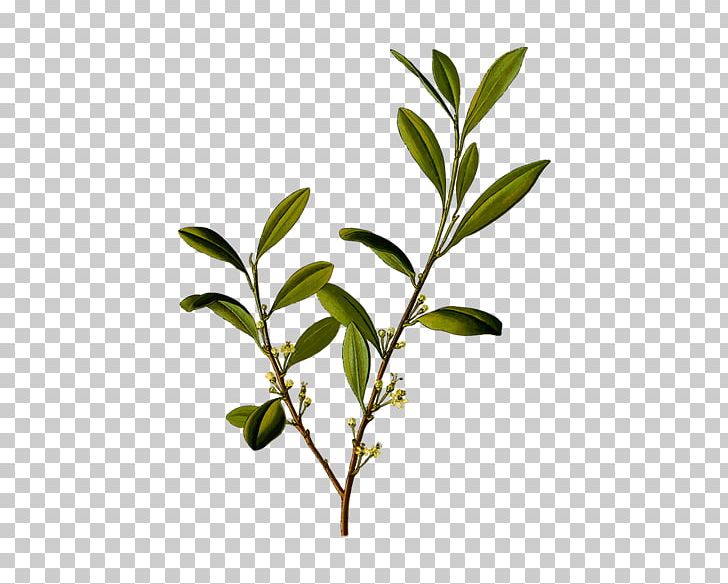 Erythroxylum Coca Plant Erythroxylum Novogranatense Coca Tea PNG, Clipart, Alkaloid, Botany, Branch, Coca, Cocaine Free PNG Download