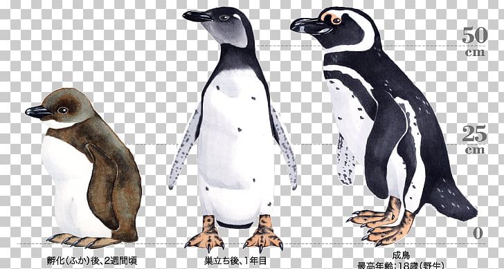 King Penguin Cartoon Beak Carnivora PNG, Clipart, Animal Figure, Beak, Bird, Carnivora, Carnivoran Free PNG Download