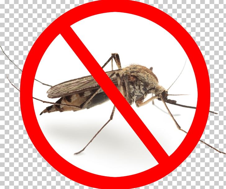 Marsh Mosquitoes Pest Control Mosquito Control Gnat Zika Virus PNG, Clipart, 123rf, Aedes Albopictus, Arthropod, Cricket, Fly Free PNG Download