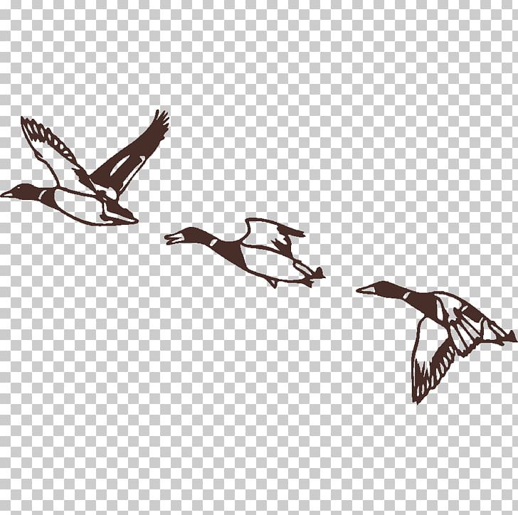 Duck Fauna Product Design Beak Feather PNG, Clipart, Beak, Bird, Black, Black And White, Duck Free PNG Download