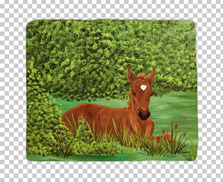 Mare Foal Blanket Mustang Pack Animal PNG, Clipart, Art, Blanket, Deer, Fauna, Foal Free PNG Download