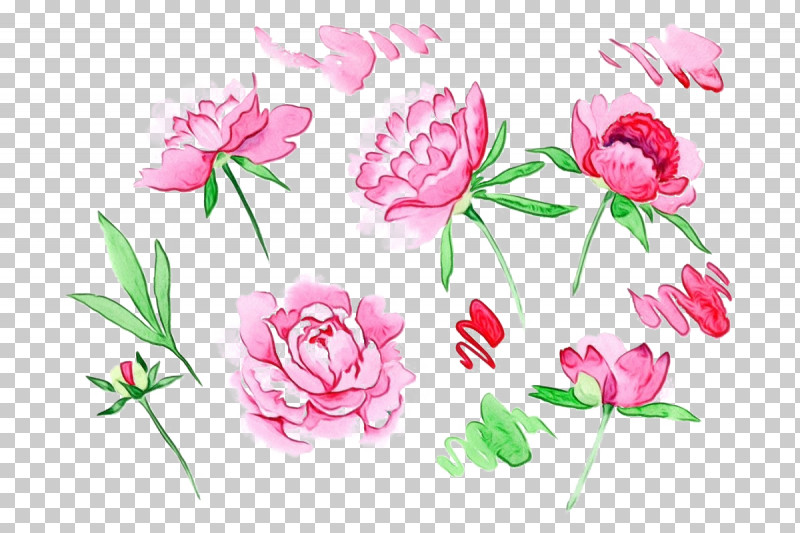 Flower Pink Plant Petal Common Peony PNG, Clipart, Chinese Peony, Common Peony, Cut Flowers, Flower, Paint Free PNG Download