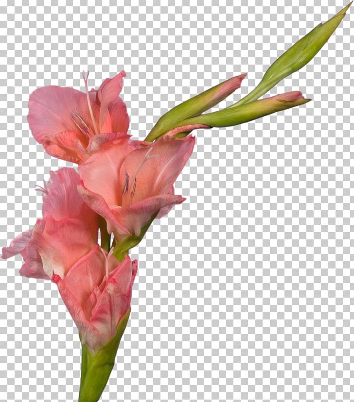 Gladiolus Cut Flowers Plant Stem PNG, Clipart, Alstroemeriaceae, Bud, Canna Family, Canna Lily, Common Daisy Free PNG Download