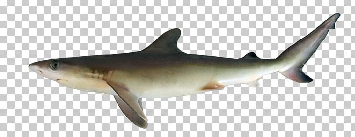 Tiger Shark Squaliform Sharks Requiem Sharks Fish Fin PNG, Clipart, Animal Figure, Animals, Aquatic Animal, Bay, Biology Free PNG Download