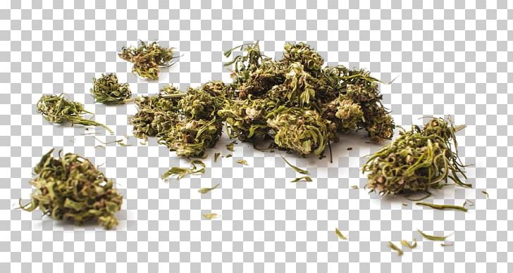Italy Effects Of Cannabis Cannabidiol Northern Lights PNG, Clipart, Cannabidiol, Cannabinoid, Cannabis, Cannabis Sativa, Effects Of Cannabis Free PNG Download