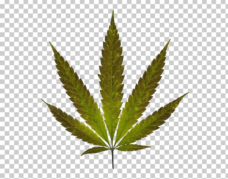 Medical Cannabis Cannabis Sativa PNG, Clipart, Cannabis, Cannabis In Washington, Cannabis Sativa, Cannabis Shop, Hemp Free PNG Download