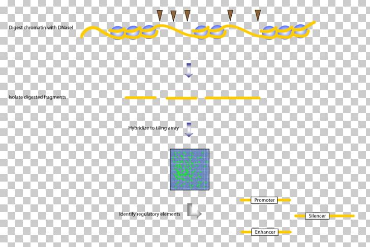 Nucleosome Tiling Array Deoxyribonuclease Genome DNA Microarray PNG, Clipart, Angle, Area, Brand, Chiponchip, Chromatin Free PNG Download