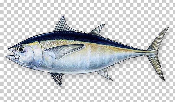 Blackfin Tuna Southern Bluefin Tuna Atlantic Bluefin Tuna Yellowfin Tuna Fishing PNG, Clipart, Atlantic Bluefin Tuna, Blackfin Tuna, Bony Fish, Fauna, Fish Products Free PNG Download