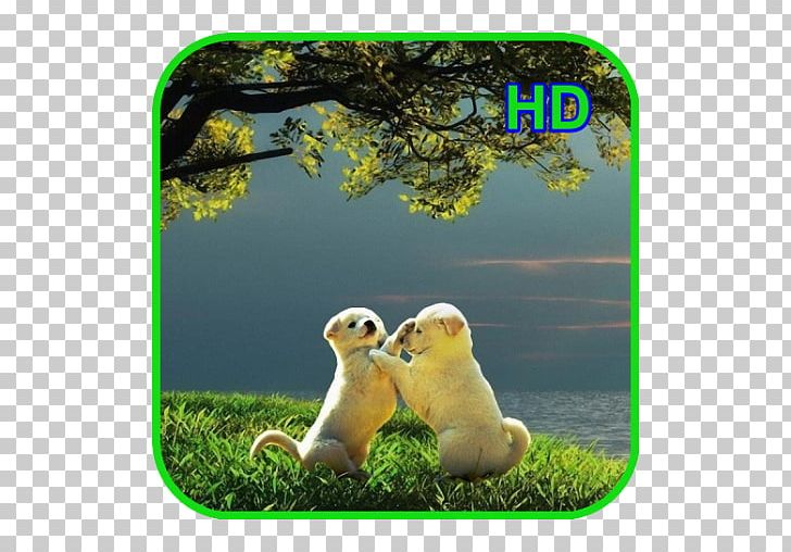 Desktop 4K Resolution 1080p Ultra-high-definition Television PNG, Clipart, 4k Resolution, Amazon Animals, Android, Computer, Desktop Wallpaper Free PNG Download