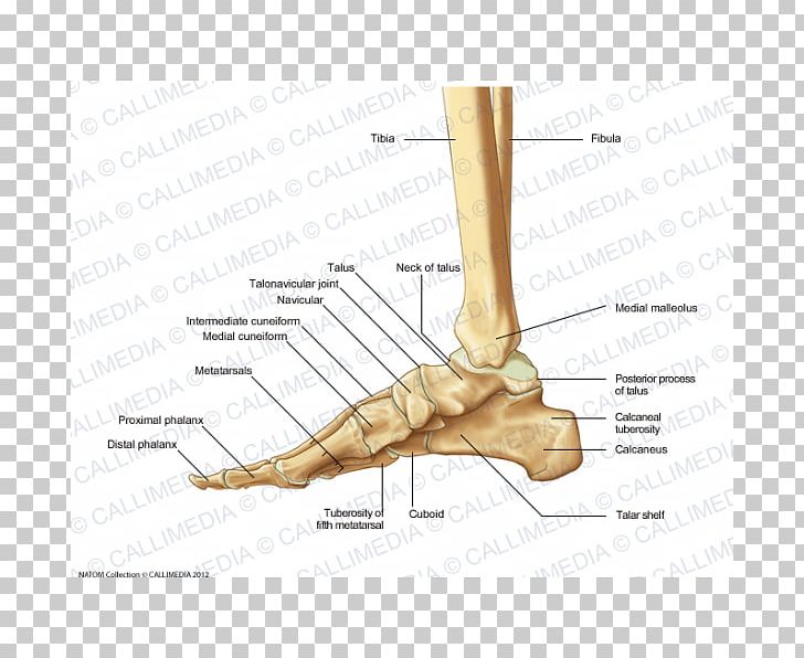 Finger Foot Cuneiform Bones Medial Cuneiform Bone Anatomy PNG, Clipart, Anatomy, Angle, Ankle, Arm, Bone Free PNG Download